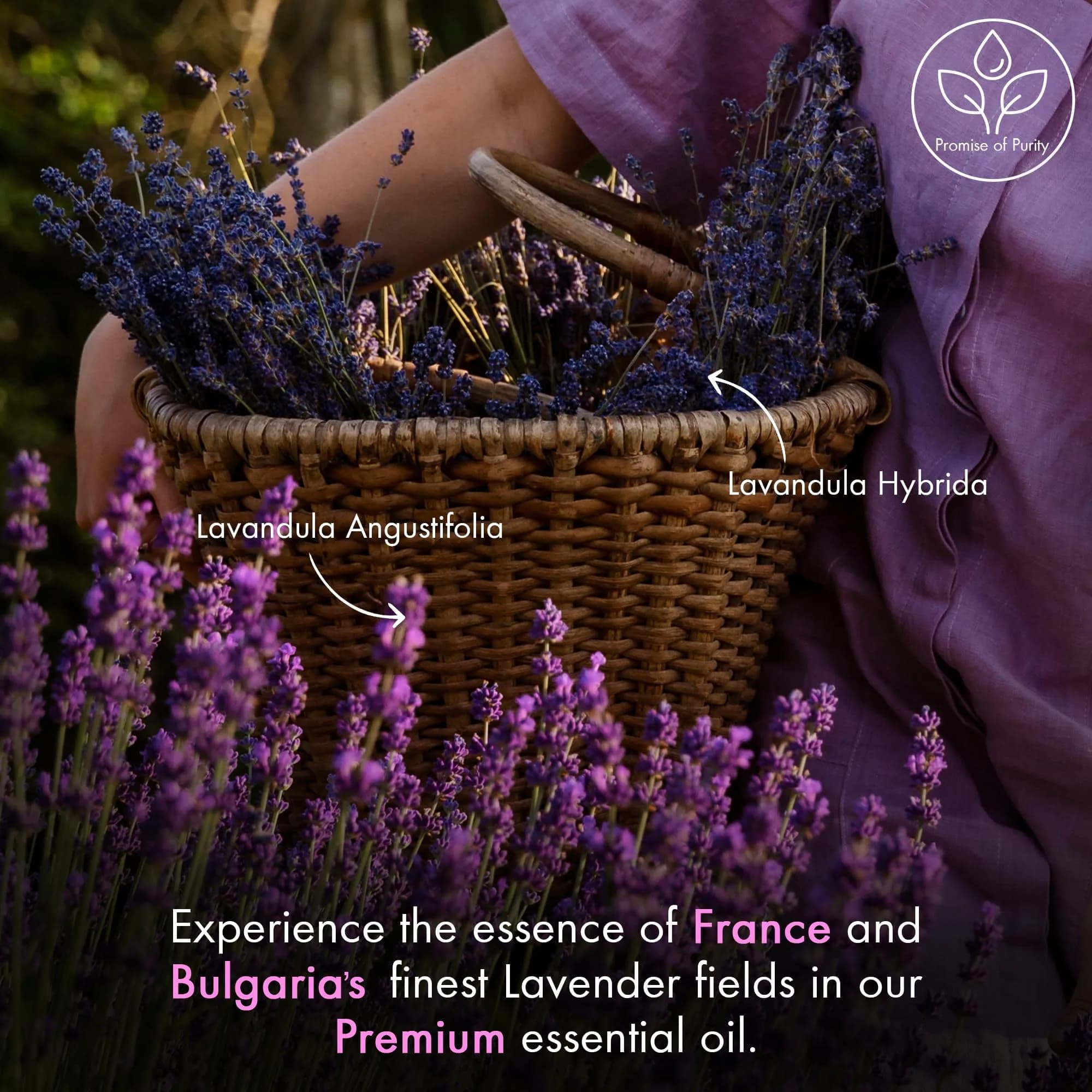 Majestic Pure Lavender Essential Oil 30ml (1 Fl Oz) | Pure & Natural Aromatherapy Oil thumbnail 7