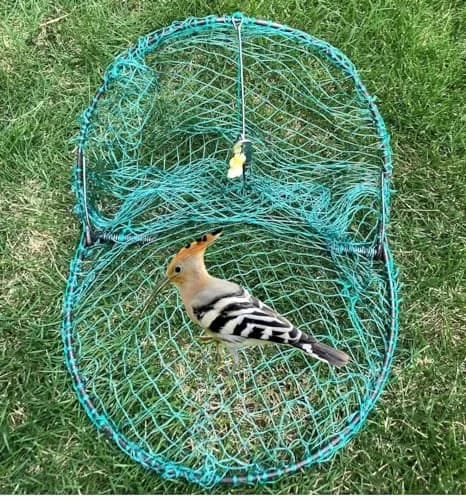 Alemon 12-inch Humane Bird Trap | Protects Crops, Catches Pigeons & Quail thumbnail 7