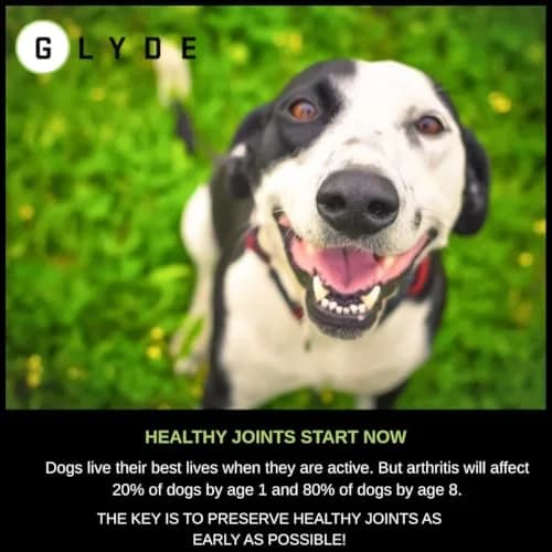 GLYDE Glyde Mobility Chews for Dogs - 120 Soft Chews | Support Joints & Mobility thumbnail 3