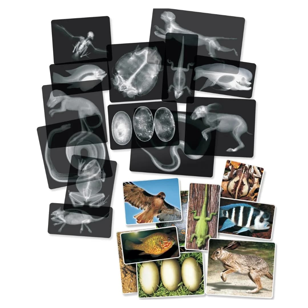 Roylco Animal X-Rays Science Set – 28 Pieces, 14 Authentic X-Rays & Matching Photo Cards, 8" x 10" | Animal Anatomy & Radiology Learning - main product image