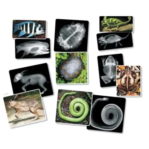 Roylco Animal X-Rays Science Set – 28 Pieces, 14 Authentic X-Rays & Matching Photo Cards, 8" x 10" | Animal Anatomy & Radiology Learning thumbnail 5