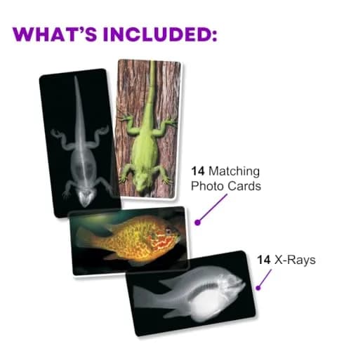 Roylco Animal X-Rays Science Set – 28 Pieces, 14 Authentic X-Rays & Matching Photo Cards, 8" x 10" | Animal Anatomy & Radiology Learning thumbnail 2