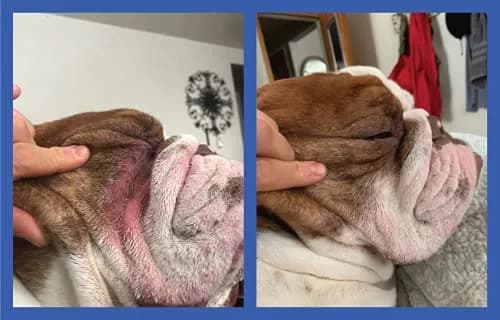 Squishface Wrinkle Paste for Bulldogs & Pugs 59ml (2oz) | Gentle Wrinkle Cleaner for Dogs thumbnail 6