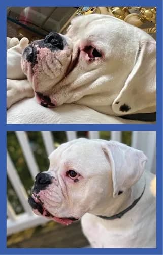 Squishface Wrinkle Paste for Bulldogs & Pugs 59ml (2oz) | Gentle Wrinkle Cleaner for Dogs thumbnail 9