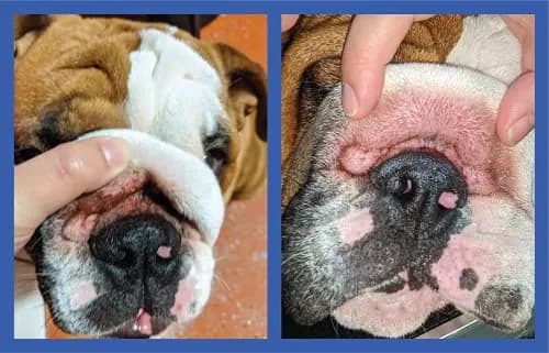 Squishface Wrinkle Paste for Bulldogs & Pugs 59ml (2oz) | Gentle Wrinkle Cleaner for Dogs thumbnail 10