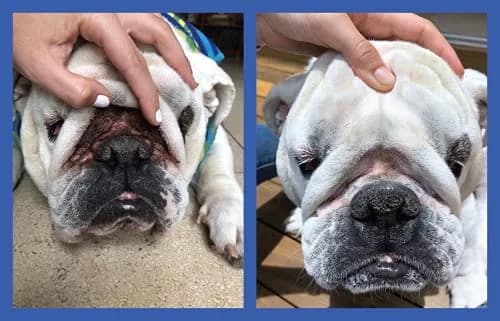 Squishface Wrinkle Paste for Bulldogs & Pugs 59ml (2oz) | Gentle Wrinkle Cleaner for Dogs thumbnail 4