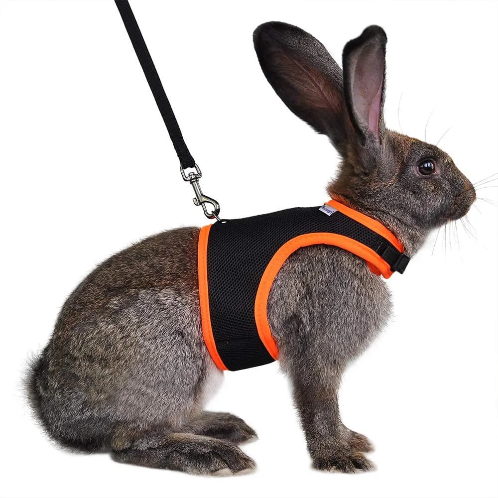 Niteangel Adjustable Soft Harness with Elastic Leash for Rabbits (L, Blue) | Escape-Proof Mesh Vest for Small Pets — Black / L