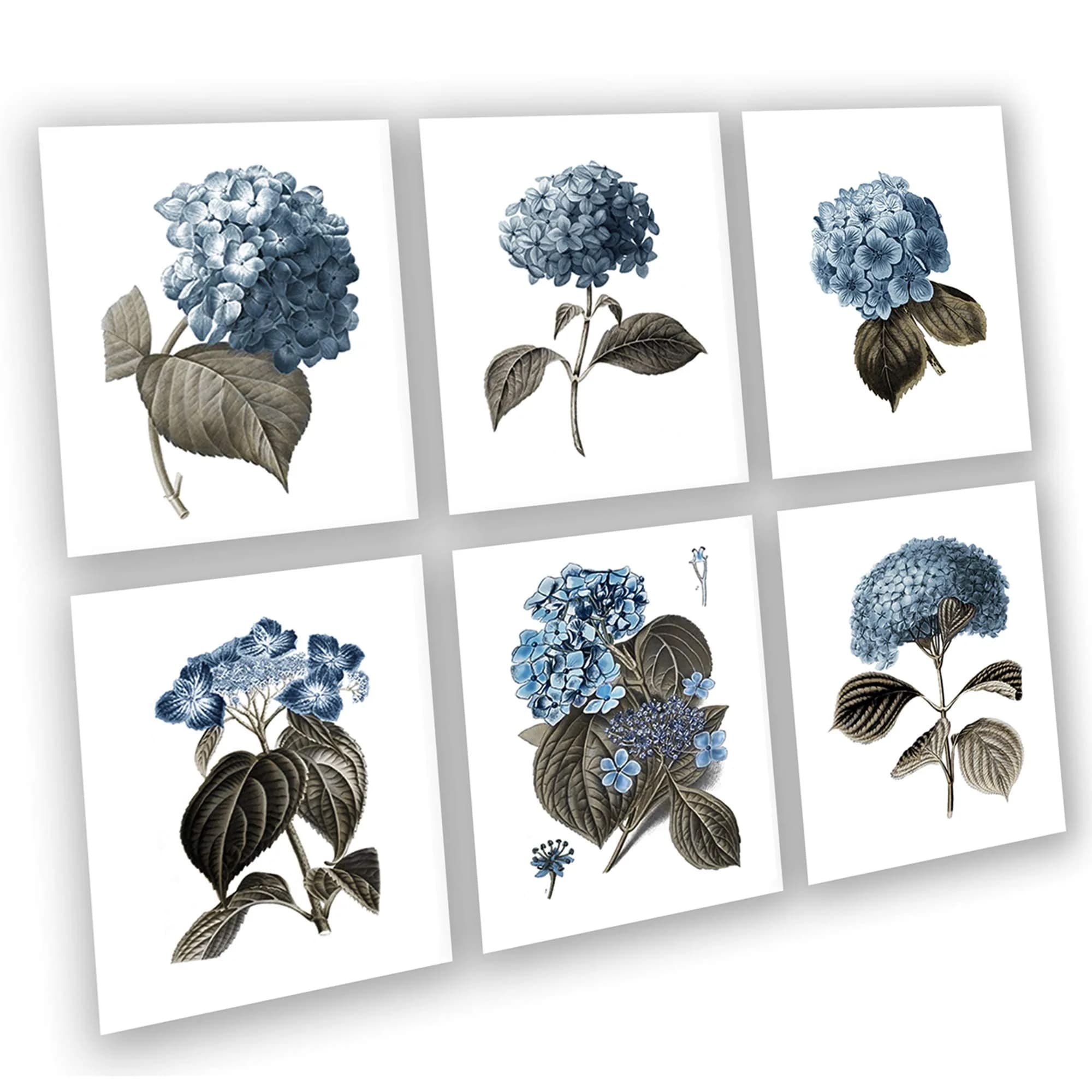 Gnosis Picture Archive Blue Hydrangea Botanical Art Prints Set of 6 (8x10 inch image on 8.5x11 inch paper) | Antique Floral Gallery Wall Decor - main product image