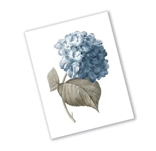 Gnosis Picture Archive Blue Hydrangea Botanical Art Prints Set of 6 (8x10 inch image on 8.5x11 inch paper) | Antique Floral Gallery Wall Decor thumbnail 6
