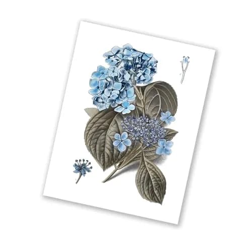 Gnosis Picture Archive Blue Hydrangea Botanical Art Prints Set of 6 (8x10 inch image on 8.5x11 inch paper) | Antique Floral Gallery Wall Decor thumbnail 8