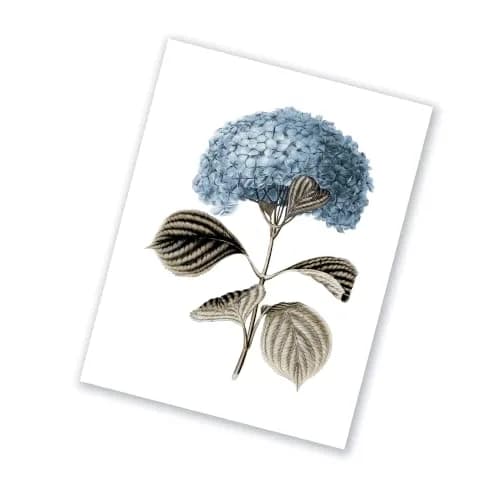 Gnosis Picture Archive Blue Hydrangea Botanical Art Prints Set of 6 (8x10 inch image on 8.5x11 inch paper) | Antique Floral Gallery Wall Decor thumbnail 9