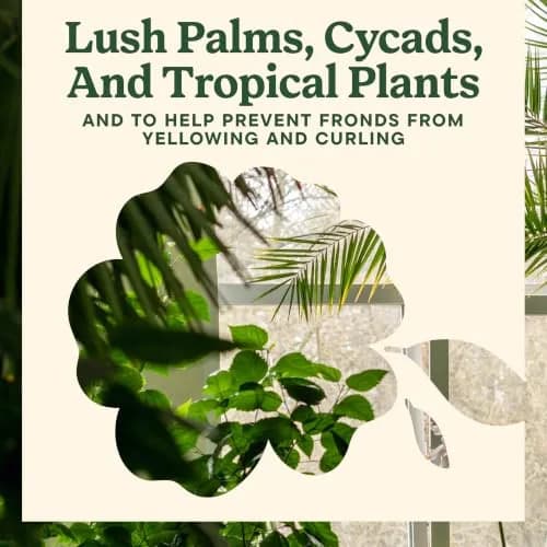 Miracle-Gro Shake 'N Feed Palm Plant Food 4.5 lb. | Supports lush palms & tropical plants thumbnail 6