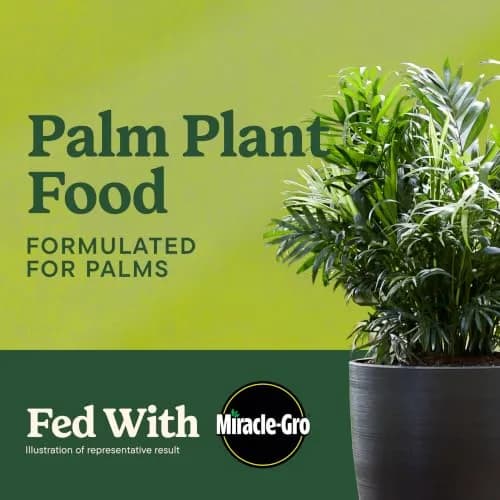 Miracle-Gro Shake 'N Feed Palm Plant Food 4.5 lb. | Supports lush palms & tropical plants thumbnail 2