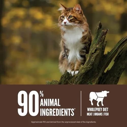 ORIJEN Grain Free WHOLEPREY Dry Cat Food Regional Red Recipe 12lb | High Protein, Raw & Fresh Ingredients thumbnail 5