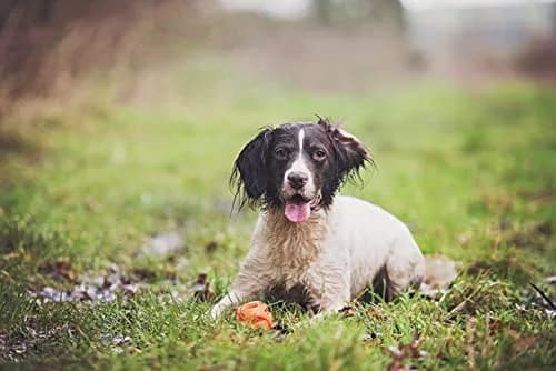 Chuckit! Air Fetch Dog Ball, Large 3in | Breathable, Durable & Compatible with Launchers thumbnail 2