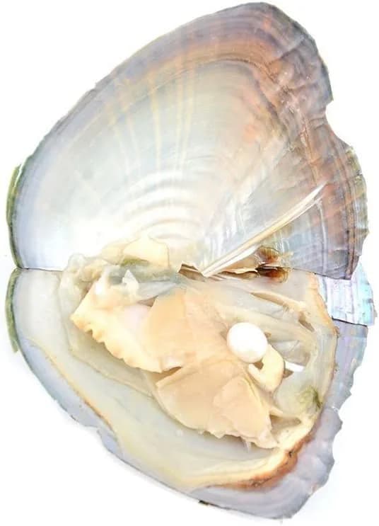 NIGHT-GRING 10 PC Freshwater Cultured Pearl Oyster Oval Pearls 7.5-8mm | Assorted Colors thumbnail 4