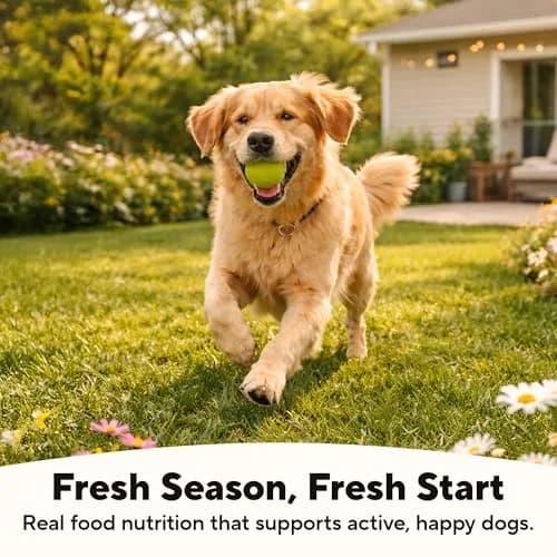 Dave's Pet Food Grain Free Wet Dog Food, Beef & Vegetable, 13.2 oz | High Protein, Grain-Free Nutrition thumbnail 5