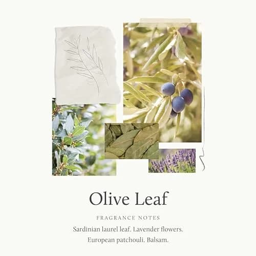 Thymes Olive Leaf Body Lotion 270ml (9.25 fl oz) | Hydrating Moisturizer with Shea Butter & Vitamin E thumbnail 2