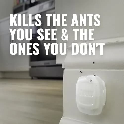 TERRO Multi-Surface Liquid Ant Baits, 4 Bait Stations | Kills Common Household Ants thumbnail 4