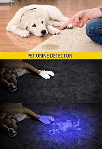 DARKBEAM UV 395nm Flashlight 2 Pack | Detect Pet Urine & Fluorescent Items thumbnail 2