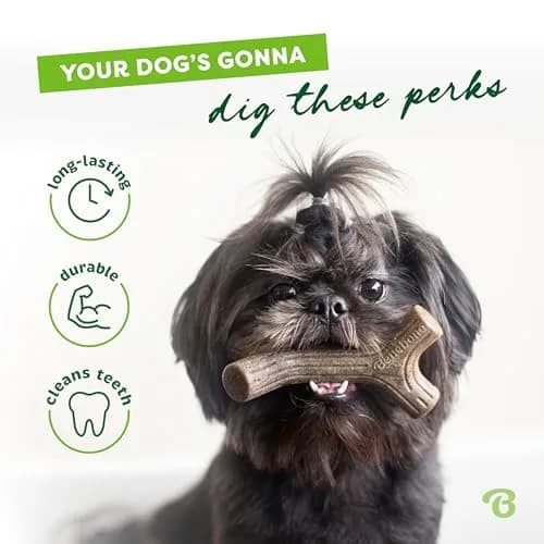 Benebone Bacon Stick Small | Durable Chew Toy with Real Bacon Flavor for Dogs thumbnail 3