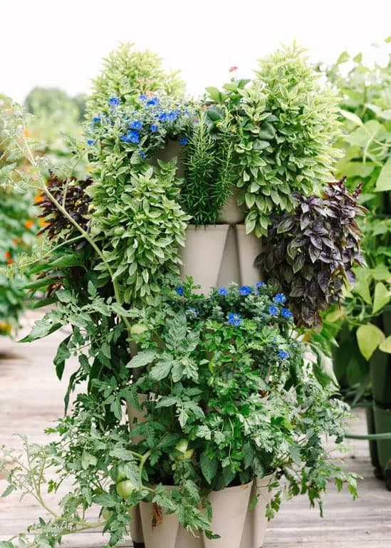 Greenstalk 5 Tier Vertical Garden Planter with Internal Watering System | Grow Vegetables & Flowers thumbnail 3