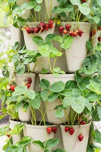 Greenstalk 5 Tier Vertical Garden Planter with Internal Watering System | Grow Vegetables & Flowers thumbnail 5