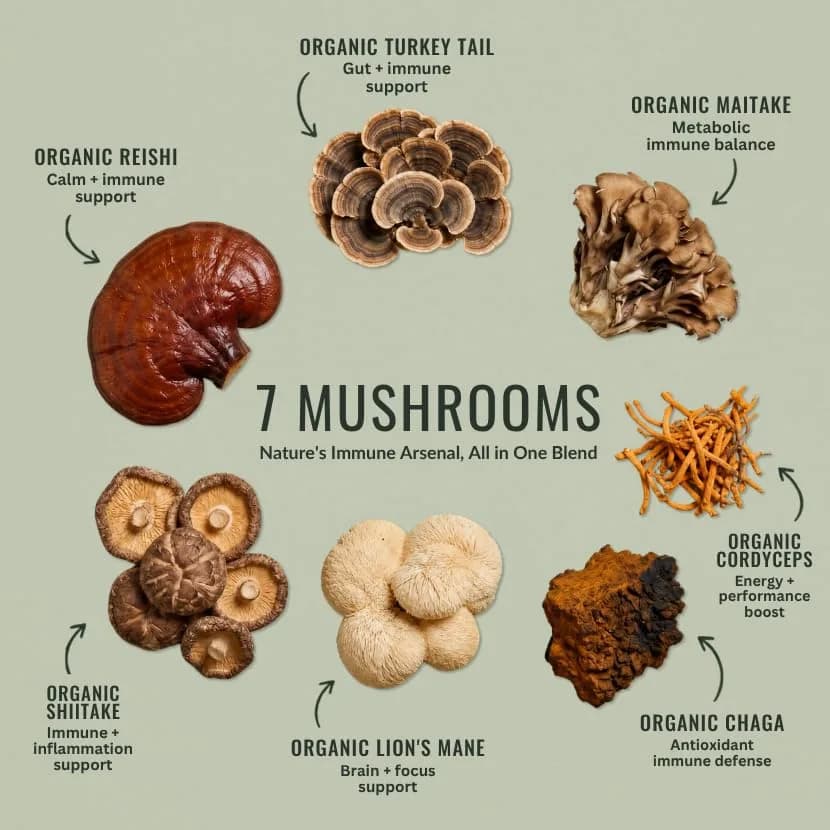 Organixx 7 Mushroom Supplement, Fermented, Immune Support, 60 Caps | USDA Organic & Bioavailable Mushroom Blend thumbnail 3