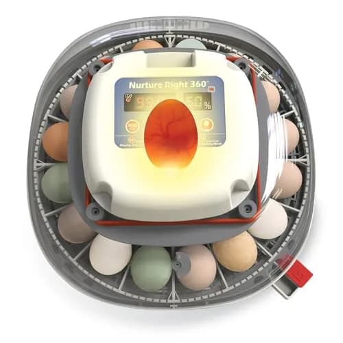 Harris Farms Nurture Right 360 Egg Incubator with Auto Turner, Holds 22 Eggs | Automatic Temperature & Humidity Control thumbnail 2