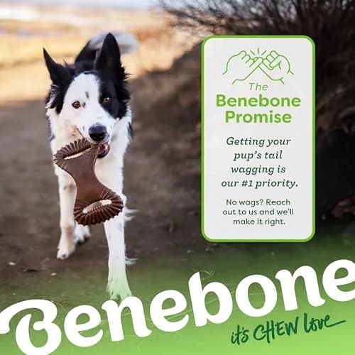Benebone Dental Chew Toy for Dogs Large | Real Bacon, Durable USA Made thumbnail 6