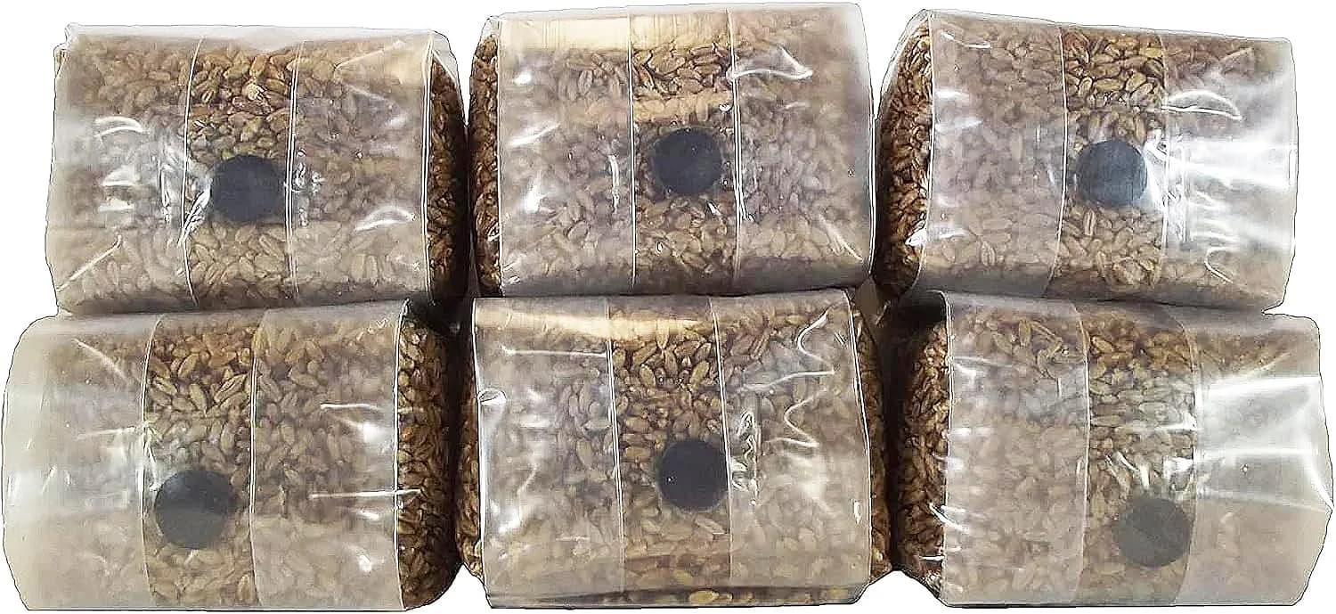 Out-Grow Sterilized Rye Berry Mushroom Substrate 6 pcs | Ready-to-Use, Self-Healing Port, 6 lb — Brown