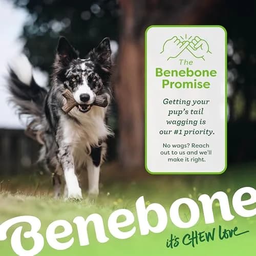 Benebone Maplestick Real Wood Durable Dog Chew Toy, Small | Long-Lasting USA Made Chew thumbnail 6