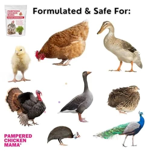 Pampered Chicken Mama Molting Supplement for Chickens 2 pounds | Supports Feather Growth & Chicken Health thumbnail 7