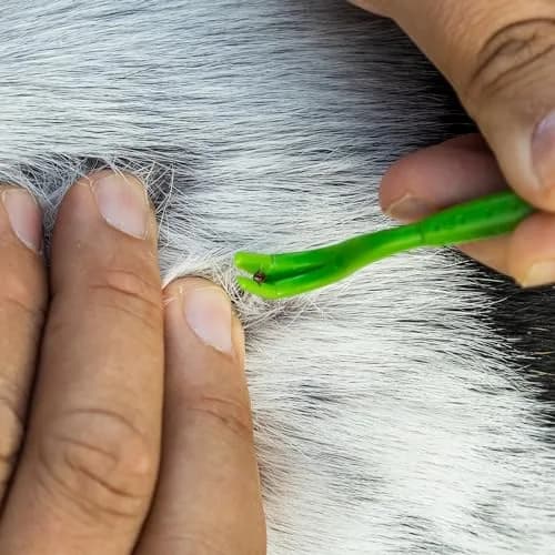 TickCheck Tick Remover Value 3 Pack (15 Count Total) | Easy & Safe Tick Removal Tools for Humans, Dogs, Cats & Pets thumbnail 7
