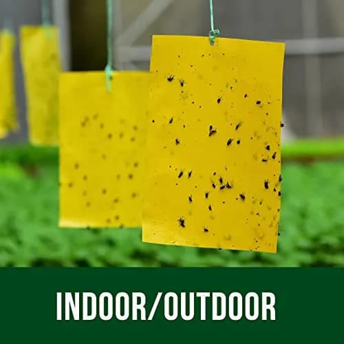 Garsum Yellow Sticky Traps 20 Pack 6x8 in | Natural Pest Control for Flying Insects thumbnail 4