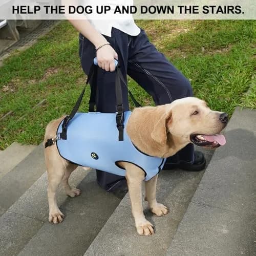 Coodeo Dog Lift Harness for Large Dogs, Adjustable Padded Support Sling with Breathable Straps | Rehabilitation Aid for Old, Disabled, Injured Dogs thumbnail 2