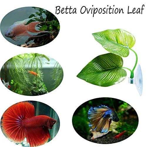 CousDUoBe Betta Fish Leaf Pad with Sucker | Realistic Style Aquarium Decor (1 Pack) thumbnail 4