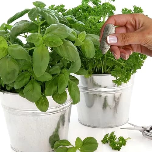 Jobe’s Organics Herb Garden Fertilizer Spikes, 50 Count | Organic Plant Care for Herbs thumbnail 6