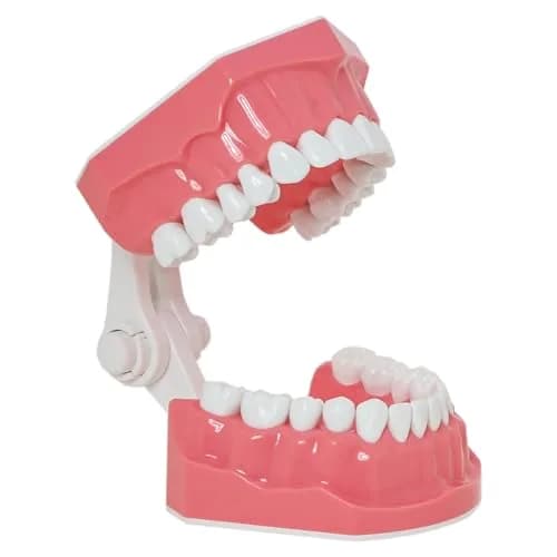 Dentalmall Dental Model Brushing Flossing Practice Teeth Typodonts Mode Gingiva Visible Anatomic Demonstration Teaching Studying Standard Size | Anatomical Dental Model for Education thumbnail 5