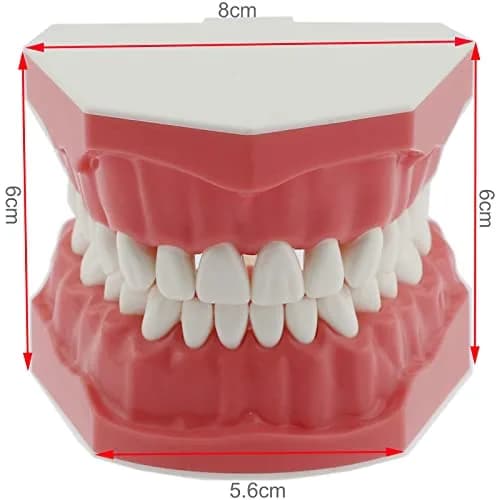 Dentalmall Dental Model Brushing Flossing Practice Teeth Typodonts Mode Gingiva Visible Anatomic Demonstration Teaching Studying Standard Size | Anatomical Dental Model for Education thumbnail 9