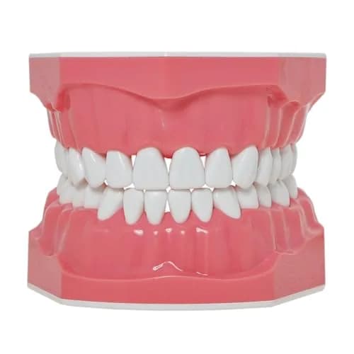 Dentalmall Dental Model Brushing Flossing Practice Teeth Typodonts Mode Gingiva Visible Anatomic Demonstration Teaching Studying Standard Size | Anatomical Dental Model for Education thumbnail 3
