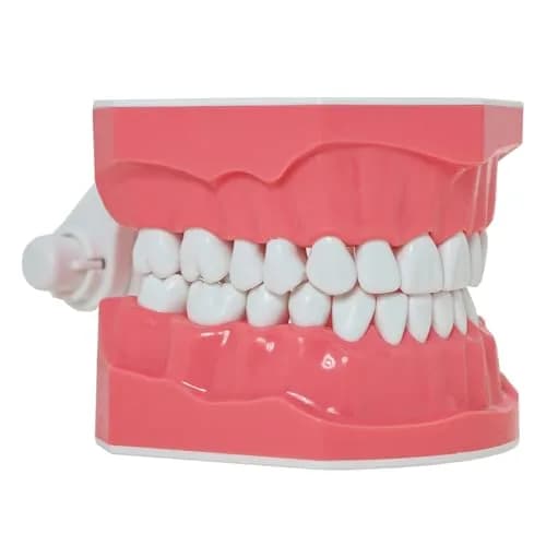 Dentalmall Dental Model Brushing Flossing Practice Teeth Typodonts Mode Gingiva Visible Anatomic Demonstration Teaching Studying Standard Size | Anatomical Dental Model for Education thumbnail 4