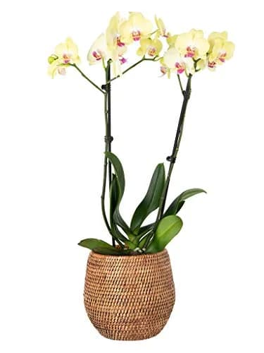 Kouboo La Jolla Coco Rattan Bowl Small Planter | Handcrafted Indoor Decor (70-120 chars) thumbnail 5