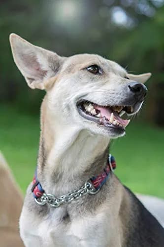 Tuff Pupper Martingale Dog Collar Medium 16-24" Neck | Adjustable Nylon & Stainless Steel Chain for Training thumbnail 9