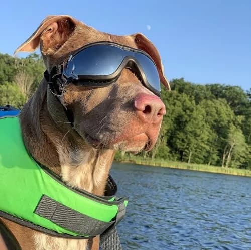 NAMSAN Dog Sunglasses for Medium to Large Dogs, UV Protection Dog Goggles 16.5cm (6.5in) | Sporty Black thumbnail 7
