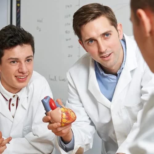 RONTEN Human Heart Model, 2-Part Life Size Anatomically Accurate, Hand-Painted, Magnetic, PVC, Medical-Grade, for Education & Medical Study thumbnail 6