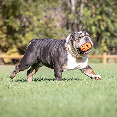 Chuckit! Air Fetch Football Dog Toy, Orange | Breathable, Buoyant & Suitable for All Breeds thumbnail 2