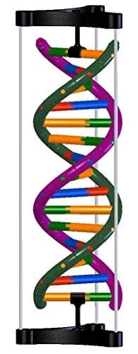 DNA Double Helix Model | Educational DNA Kit for Science Learning thumbnail 1