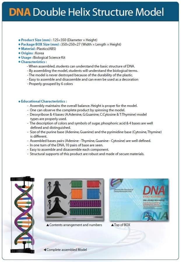 DNA Double Helix Model | Educational DNA Kit for Science Learning thumbnail 2