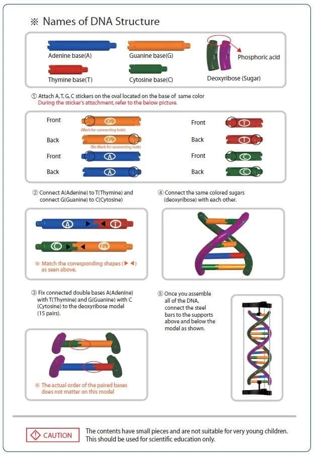 DNA Double Helix Model | Educational DNA Kit for Science Learning thumbnail 5
